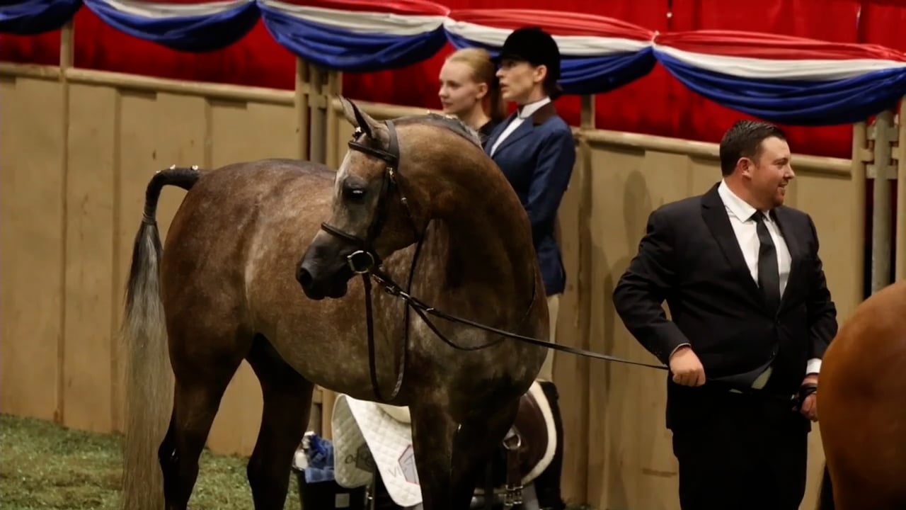 2025 Arabian Nationals - First Friday Morning - Ford