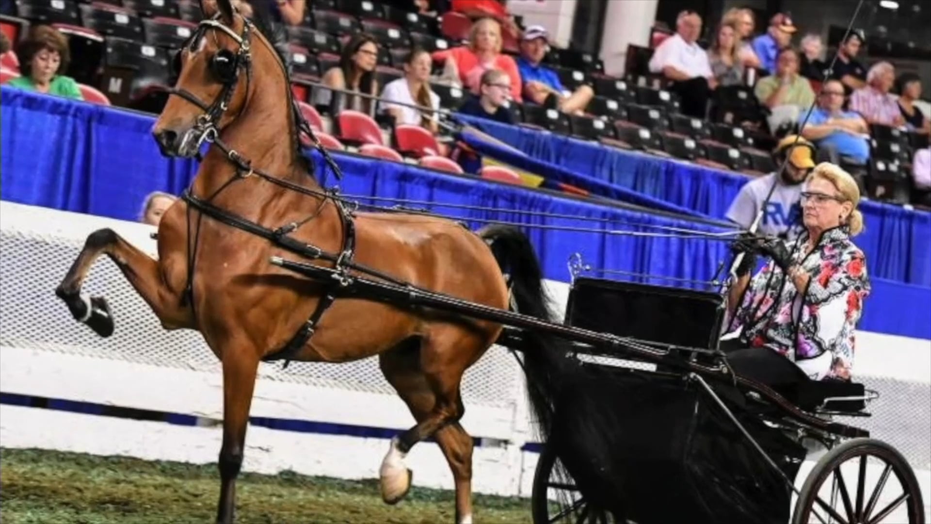 Cheryl Innis - AHHS Anna Lee Spires Judd Amateur Exhibitor Award