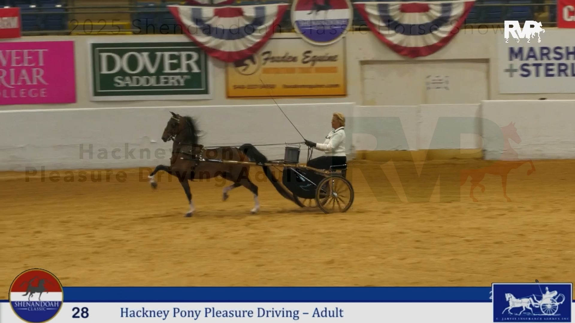 SC25 - Class 28 - Hackney Pony Pleasure Driving Adult