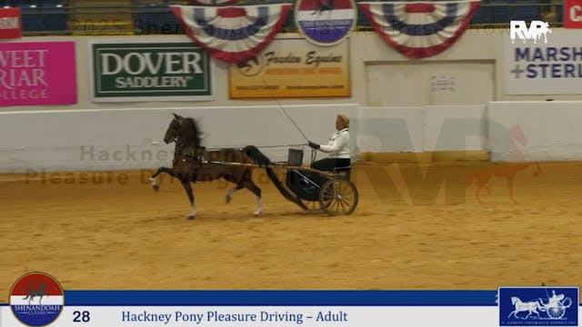 SC25 - Class 28 - Hackney Pony Pleasu...