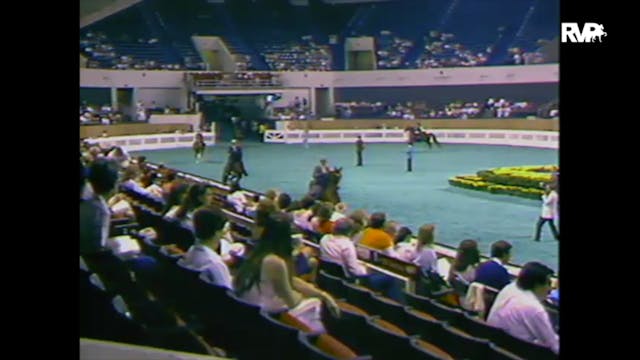 1988 WCHS Class 13 Three Gaited Pleas...