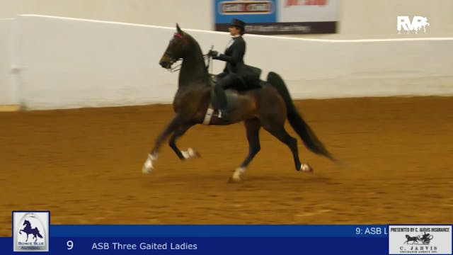 BB24 - Class 9 -  ASB Three Gaited La...