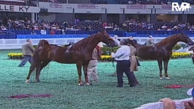 2009 World's Championship Horse Show ...