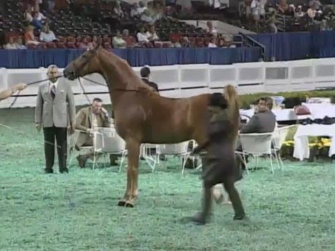 2008 WCHS Class 91 Three Year Old Fut...
