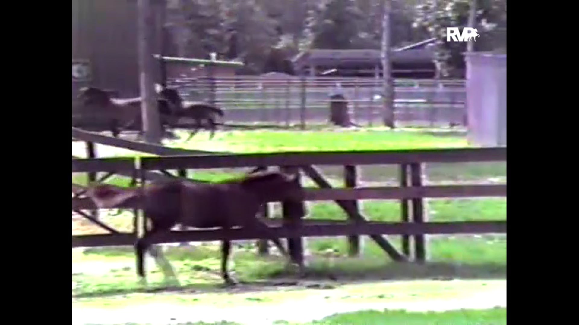 Noble Command - Whitney Stables - October 1985