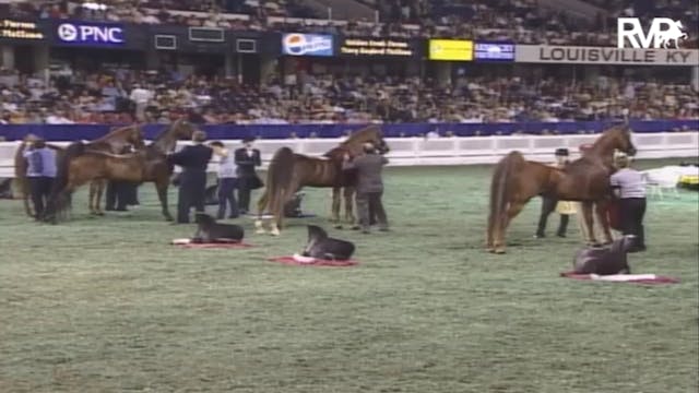 2007 WCHS Class 204 Junior Exhibitor ...