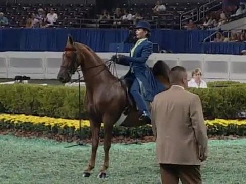 2008 WCHS Class 71 13 Year Old Saddle...
