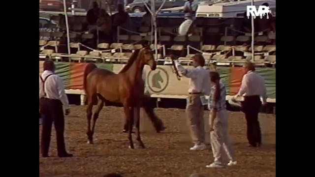 LJL 1995 - Class 87 - American Saddle...
