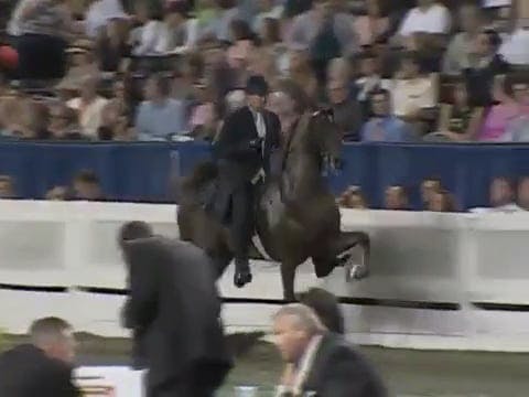 2008 WCHS Class 109 Five Gaited Mare ...