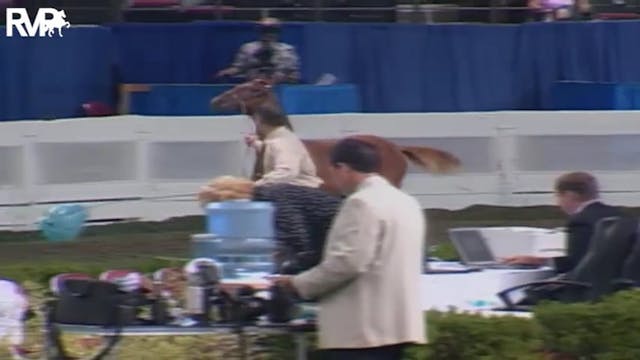 2004 World's Championship Horse Show ...