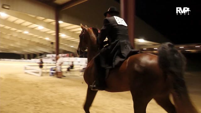 CTSC24 - CLass 46 -  ASB Five Gaited ...