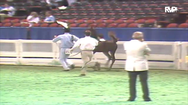1992 WCHS Class 98 Weanling Breeders ...