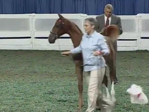 2008 WCHS Class 154 Amateur Futurity ...