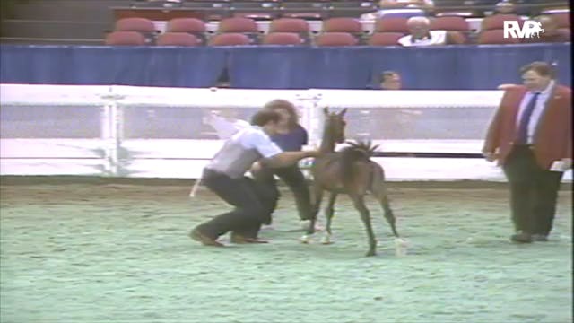 1991 WCHS Class 46 AHHS Weanling Futu...