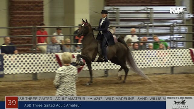 AAC22 - Class 39 -  ASB Three Gaited ...