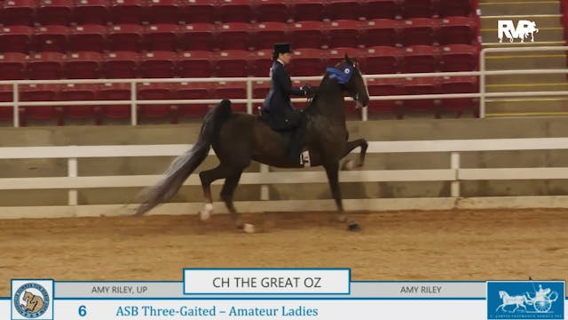 ASF24 - Class 6 - ASB Three Gaited Am...