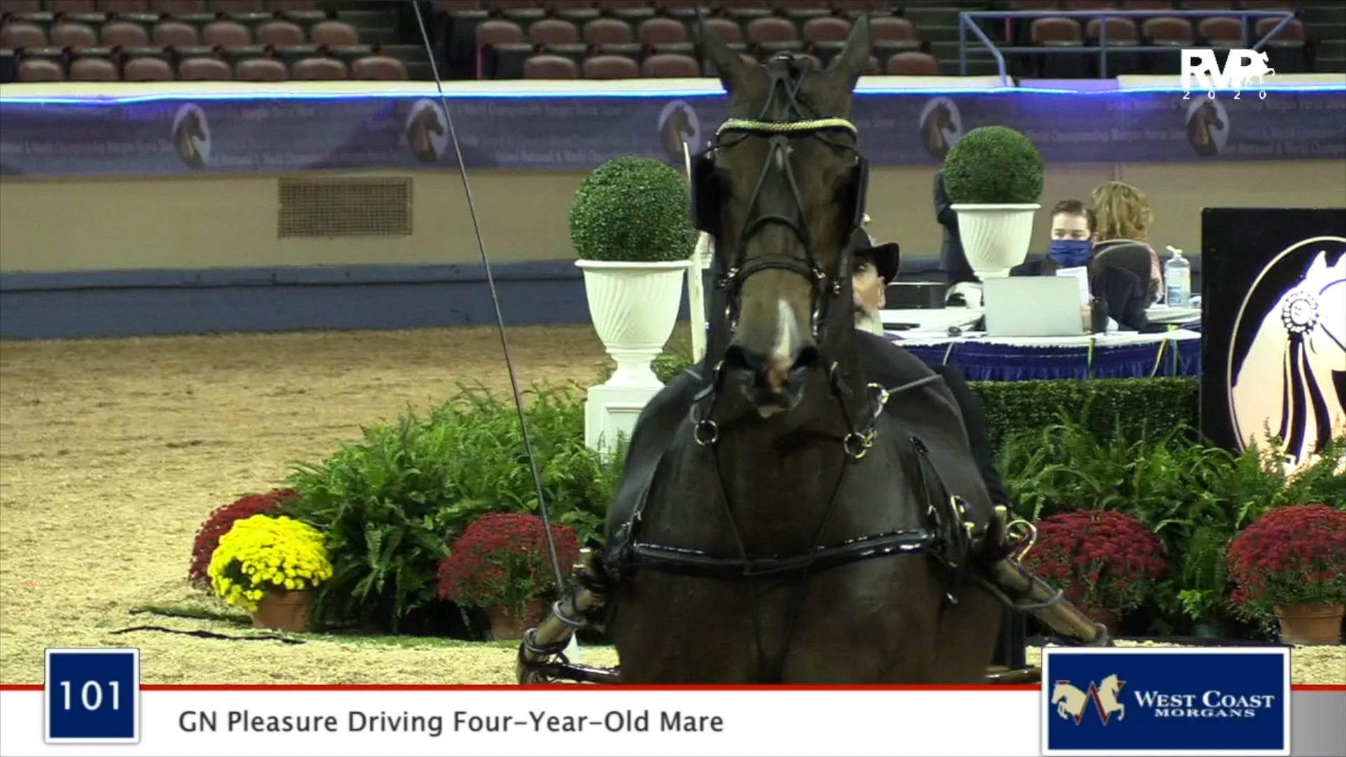 2020 MGN - Class 101 GN Pleasure Driving Four-Year-Old Mare