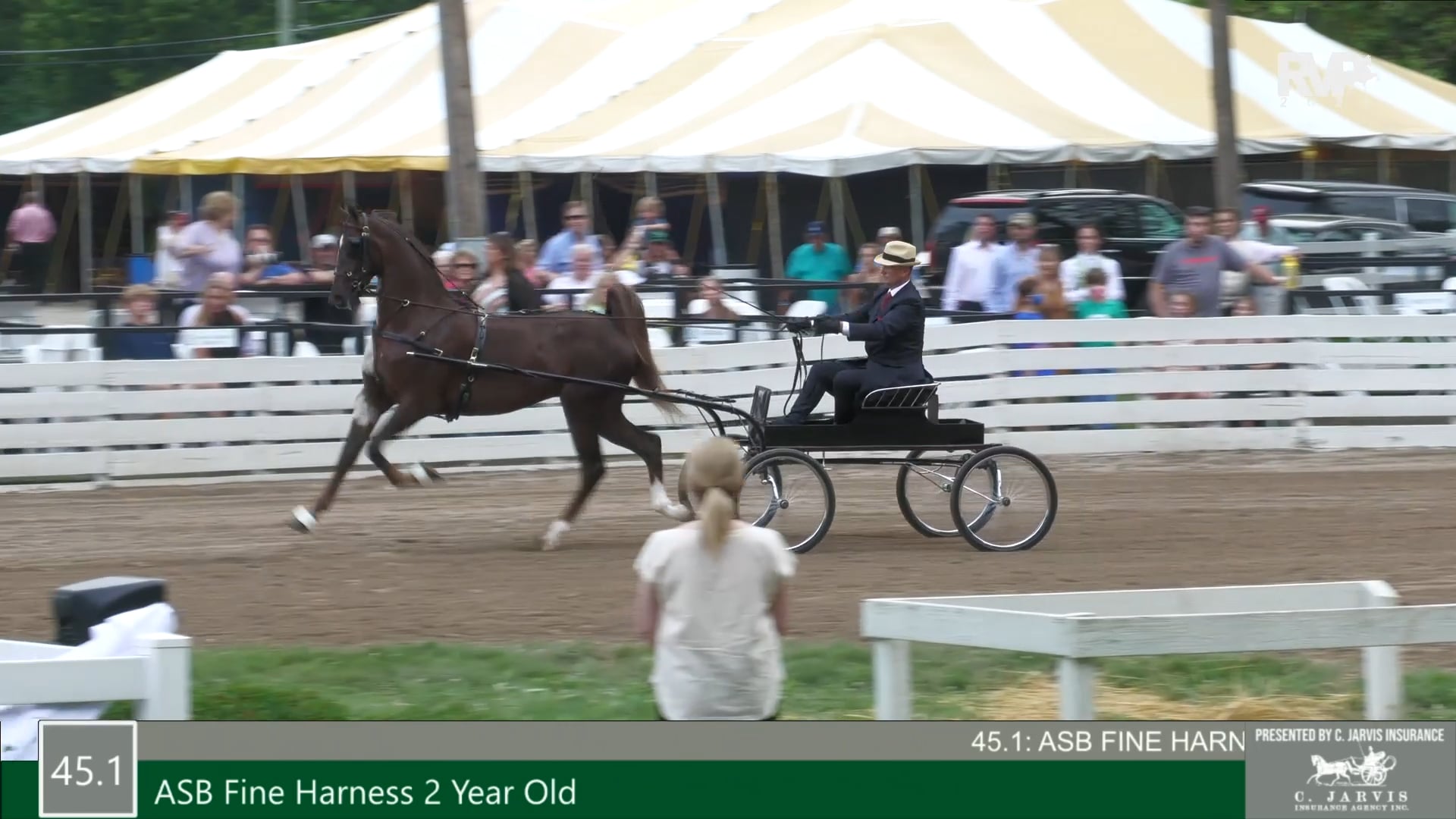 RC21 - Class 45.1 - ASB Fine Harness Two Year Old