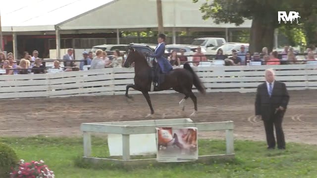 RC22 - Class 91 -  Three Gaited Pony ...