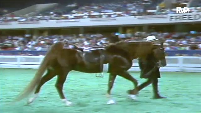 1992 WCHS Class 44 Five Gaited Stalli...