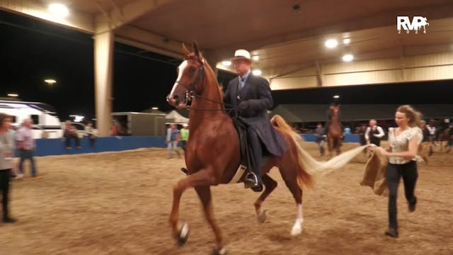 WCHS24 - Class 160 - Five Gaited Geld...