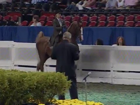 2008 WCHS Class 68 Junior Exhibitor T...