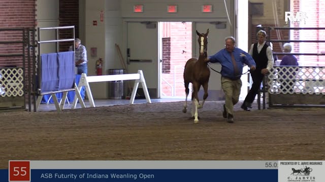 AAC22 - Class 55 -  ASB Futurity of I...