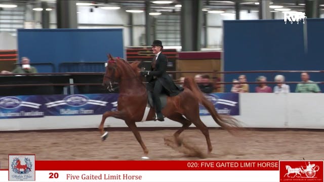 MC24 - Class 20 - Five Gaited Limit H...