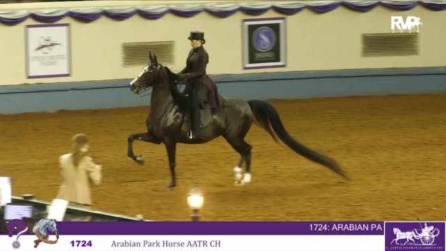 YAN24 - Class 1724 - Arabian park Hor...