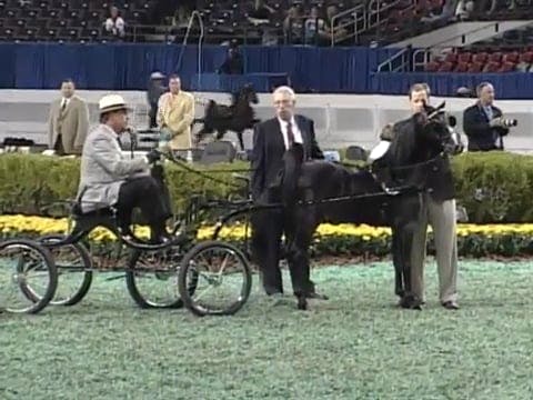 2008 WCHS Class 83 4 Year Old Harness...