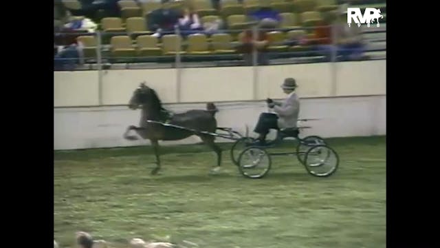 1988 AR - Class 87 Amateur Hackney Po...