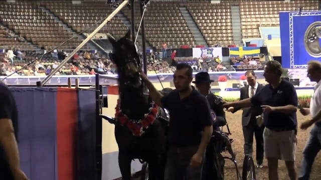 MGN16 - Dragonsmeade Vendome - Champi...