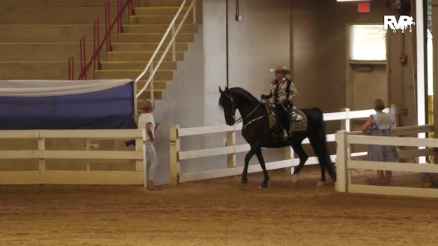 BR24 - Class 63  - ASB Three-Gaited W...