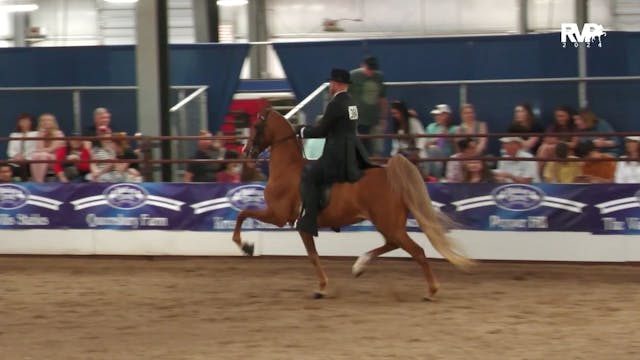 MC24 - Class 116 - Three Gaited Amate...