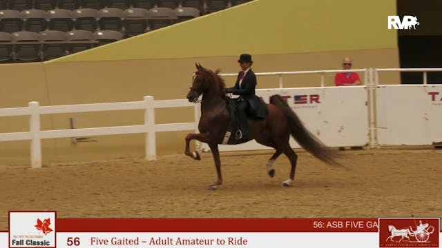 KFC24 - Class 56 - Five Gaited Adult ...