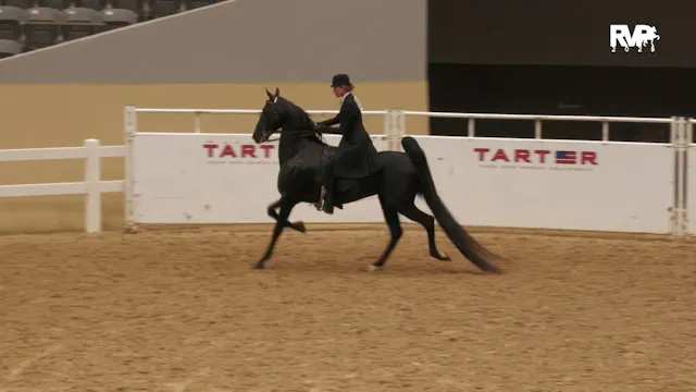 KFC25 - Class 34 - ASB Five Gaited Open