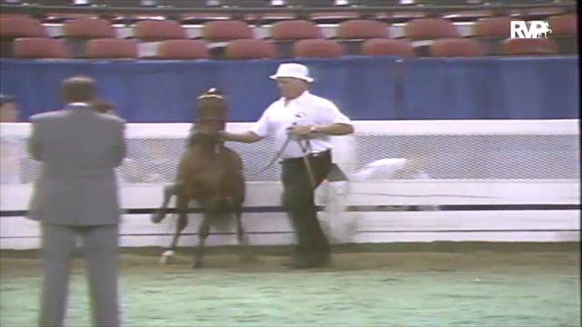 1991 WCHS Class 52 AHHS Hackney Pony ...