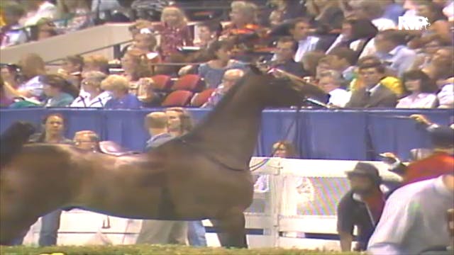 1992 WCHS Class 130 Junior Three Gait...