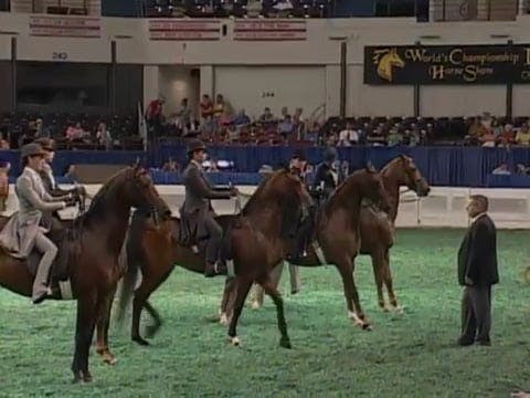 2008 WCHS Class 18 14 Year Old Saddle...