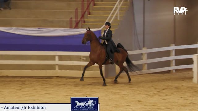 ASF25 - Class 81 - ASB Three. Gaited ...