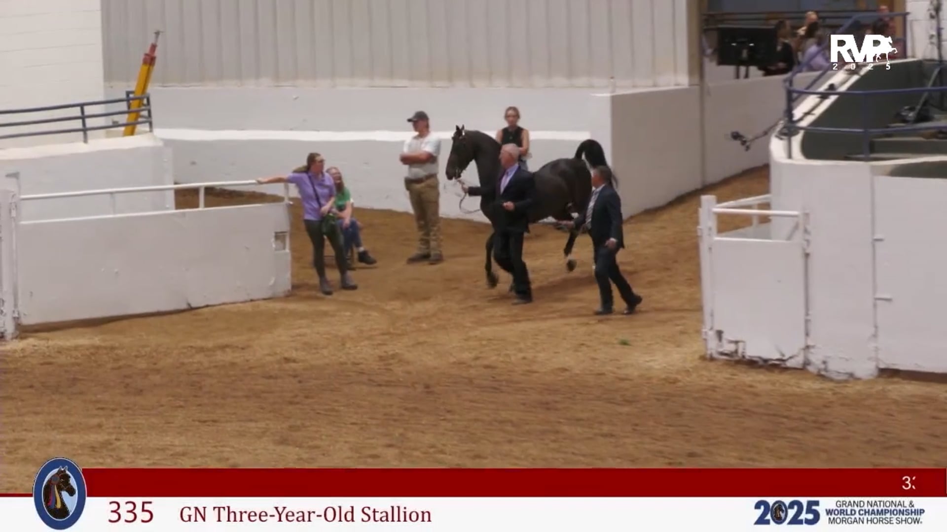 MGN25 - Class 335 - GN Three Year Old Stallion