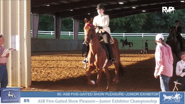 CTSC24 - Class 85 -  ASB Five Gaited ...