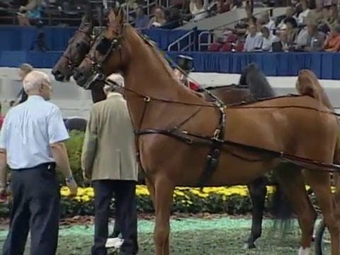 2008 WCHS Class 163 Amateur Fine Harn...