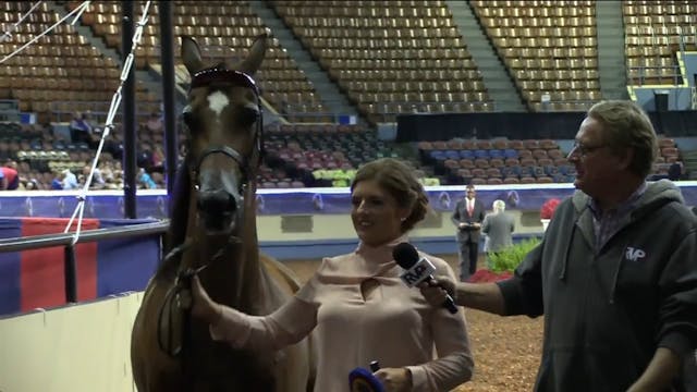 MGN17 - Class 14 - GN Mare In-Hand Am...