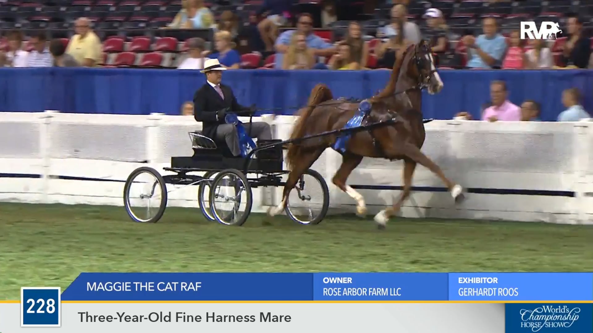 WCHS16 - Maggie the Cat RAF - Championship