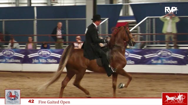 MC24 - Class 42 - Five Gaited Open