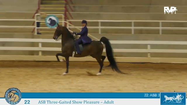 ASF24 - Class 22 - ASB Three Gaited S...