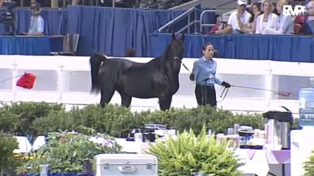 2010 World's Championship Horse Show ...