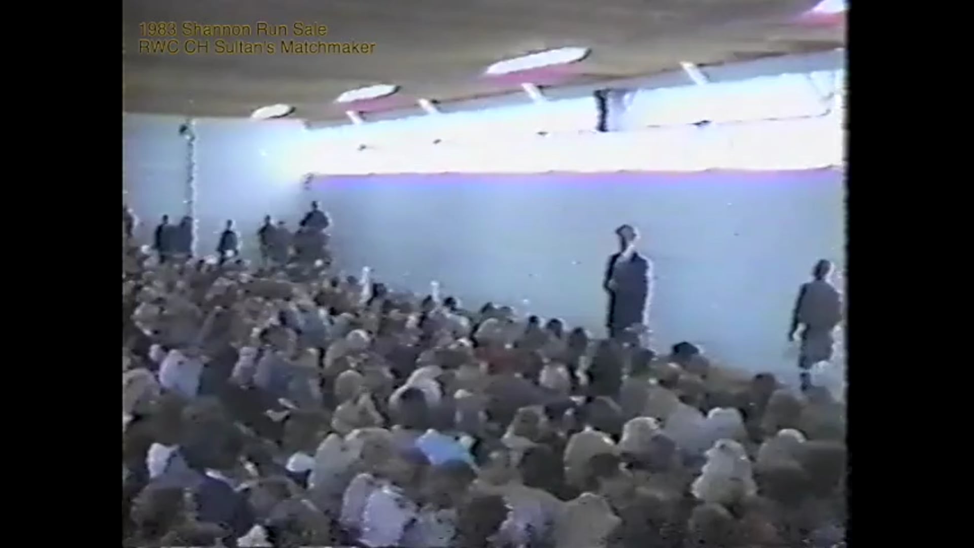 Looking Back at 1983 Shannon Run Sale Hip #1 RWC CH Sultan's Matchmaker