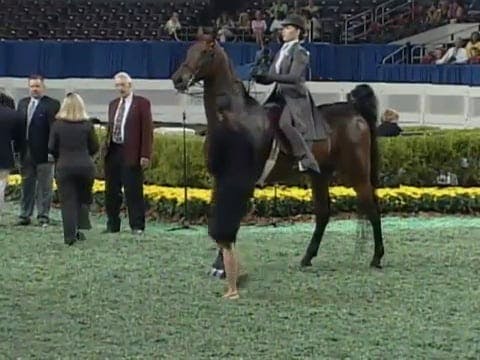 2008 WCHS Class 155  13 & Under Equit...